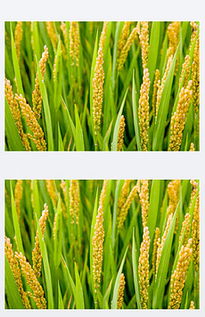 稻谷豐收，稻洋農家的溫馨收獲